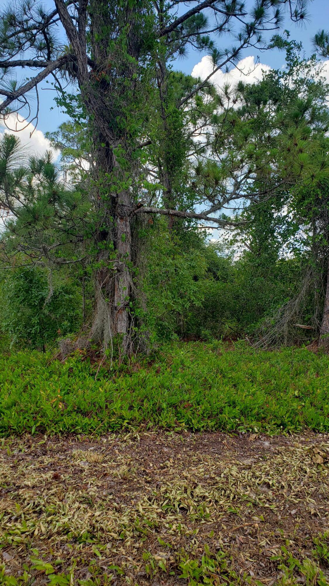 932 Island Parkway NE, Lake Placid, FL 33852, Lake Placid - Photo 3