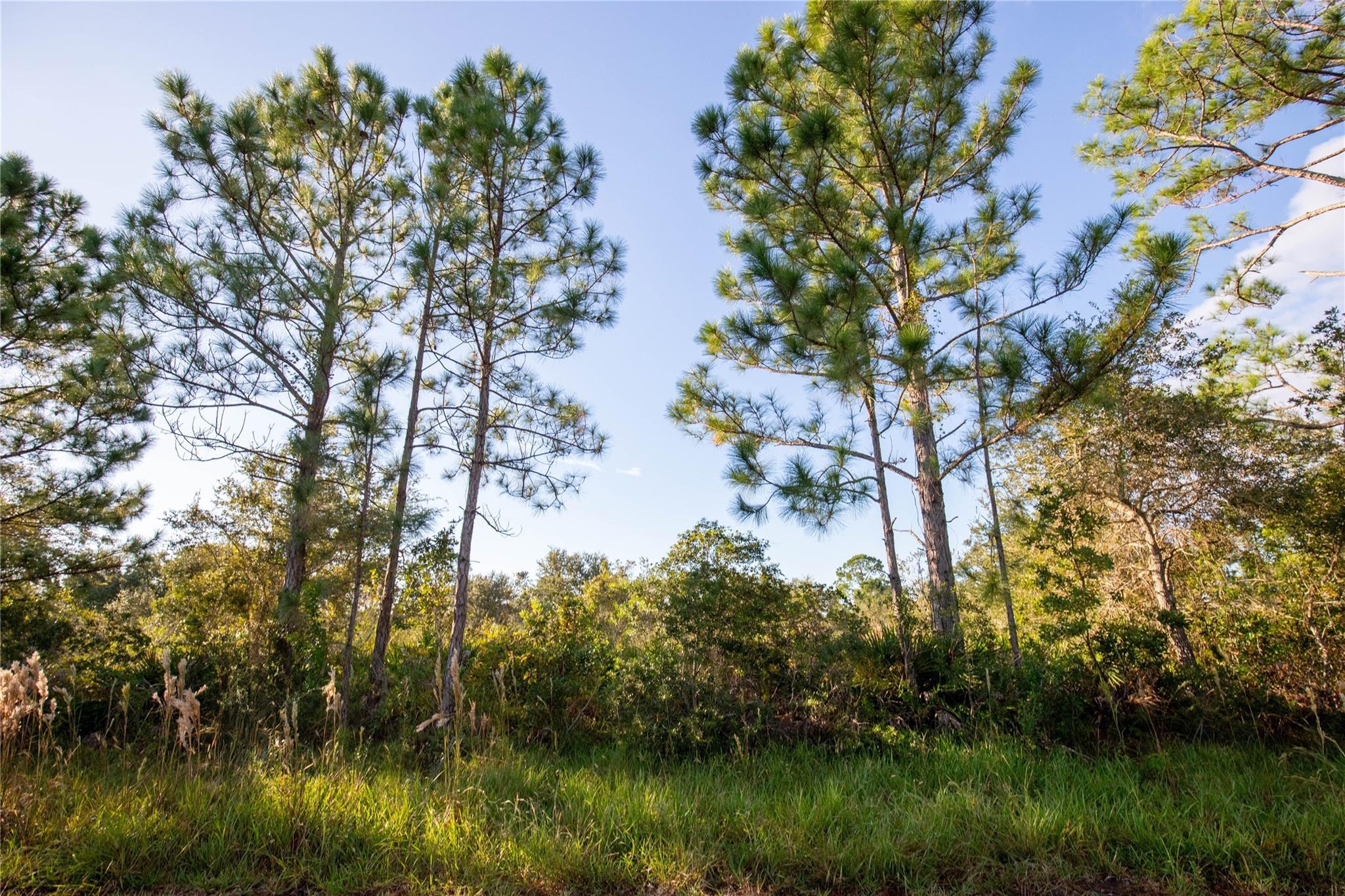 754 American Street, Lake Placid, FL 33852, Lake Placid - Photo 4