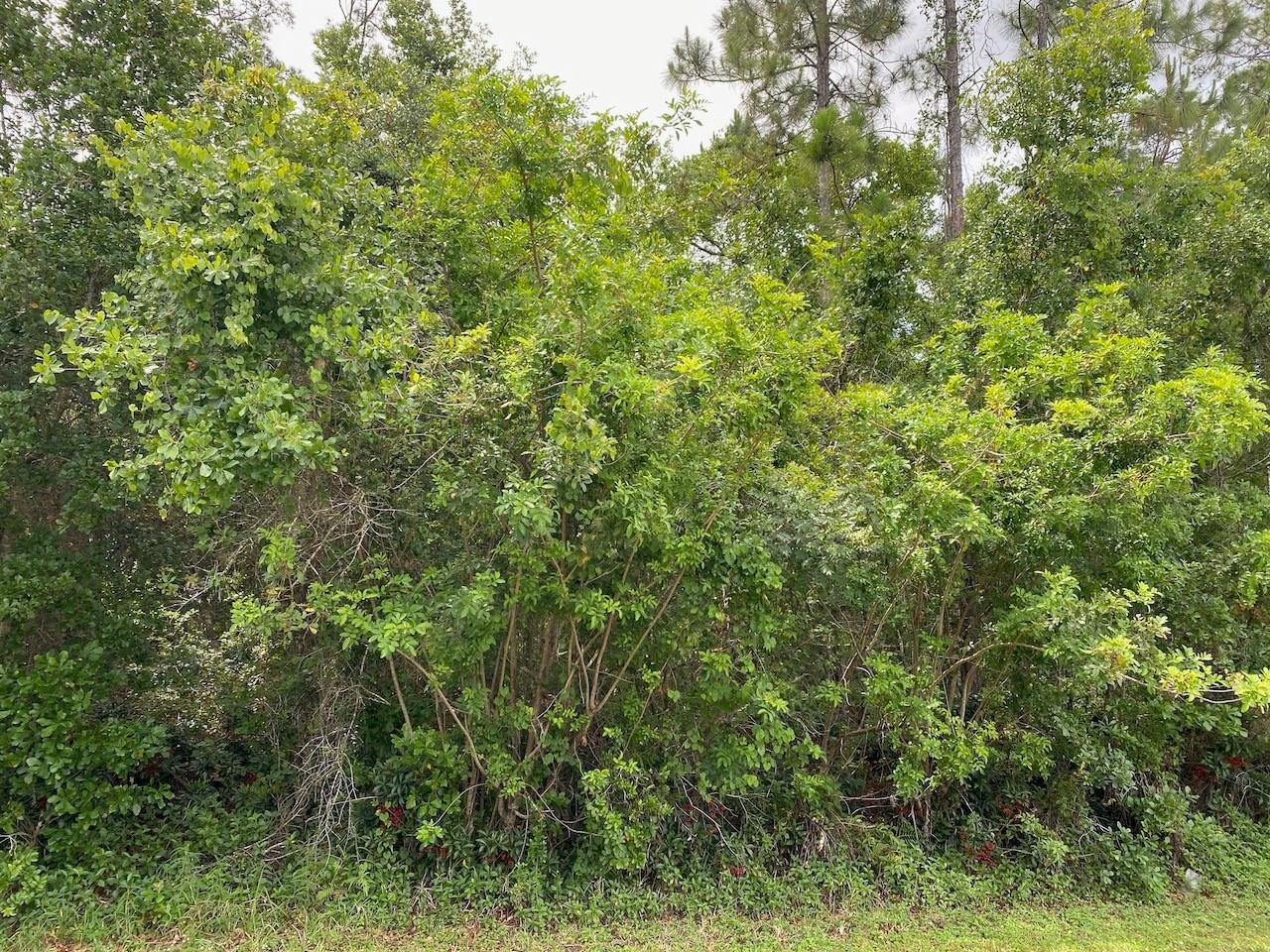 2351 Allamanda Drive, Indian Lake Estates, FL, Indian Lake Estates - Photo 3