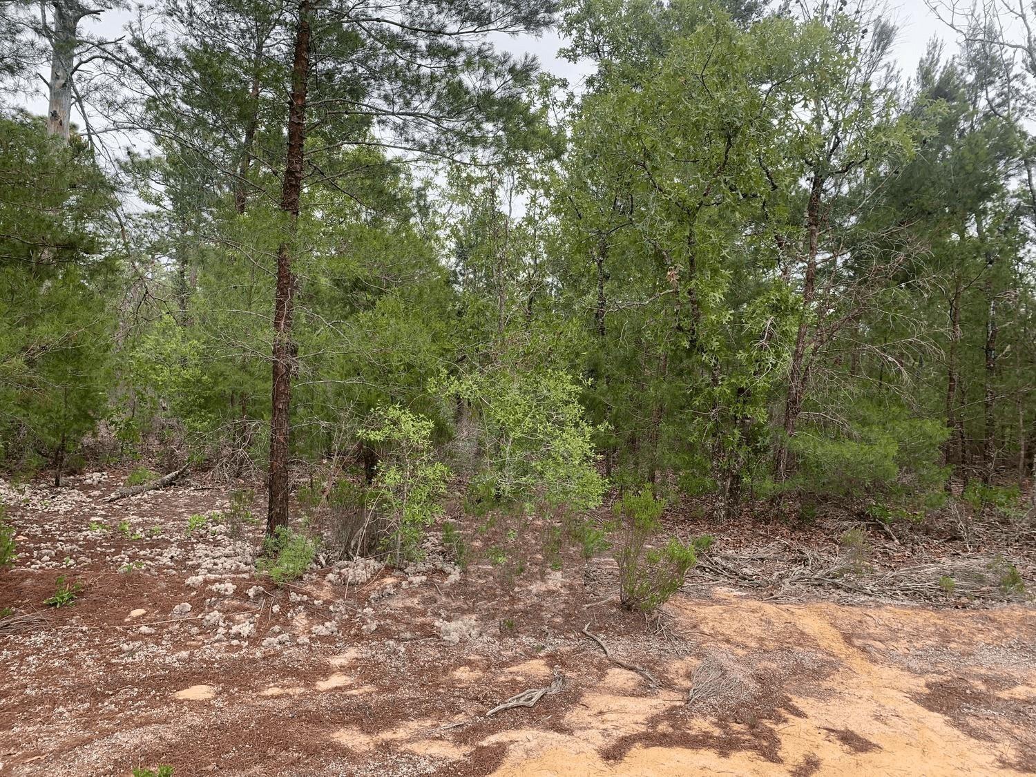 0 Gray Street, Interlachen, FL 32148, Interlachen