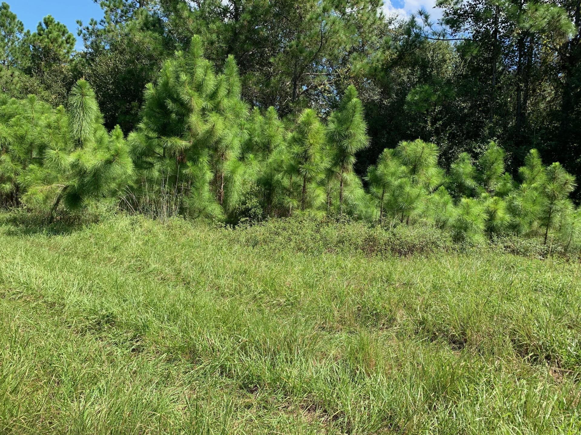 0 Old Grade Road, FL 33868, null