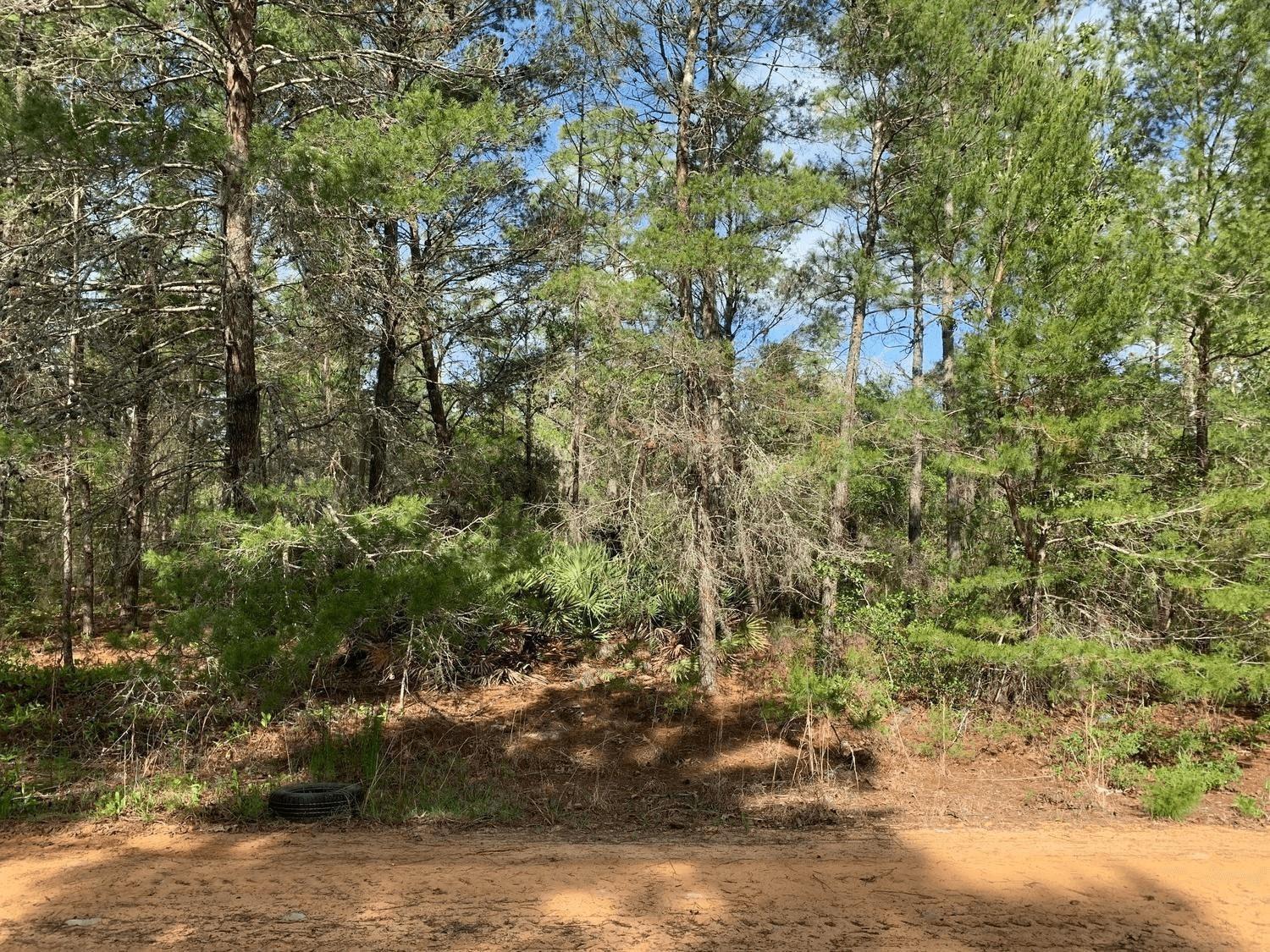 0 Louise Avenue, Interlachen, FL 32148, Interlachen