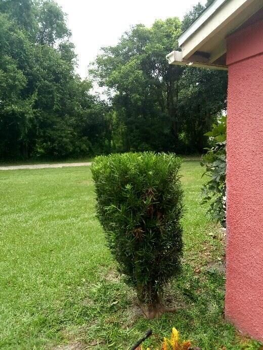 509 E Magnolia Street, Kissimmee, FL 34744, Kissimmee - Photo 3