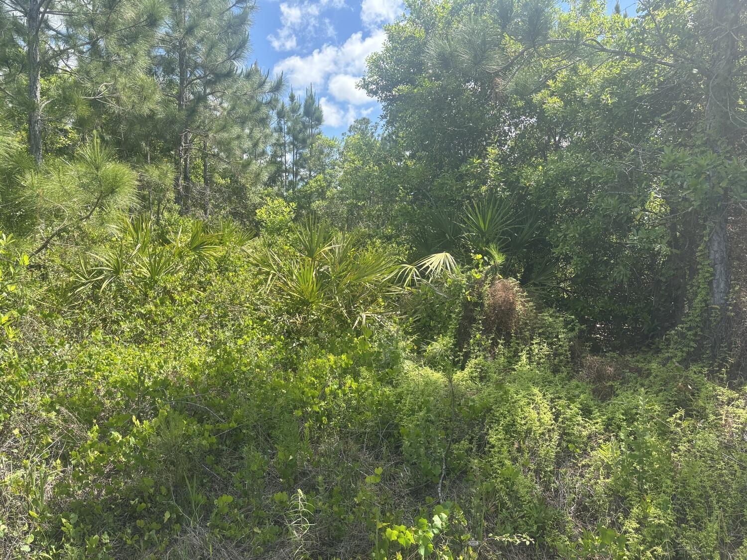 0 Holopaw Groves Road, St. Cloud, FL 34772, St. Cloud