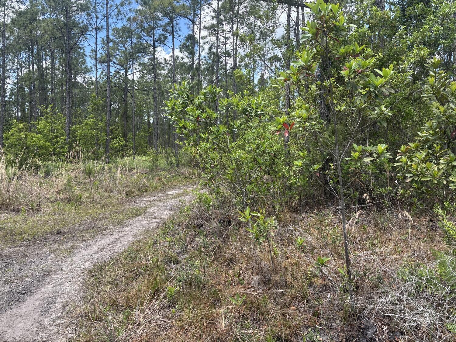 0 Holopaw Groves Road, St. Cloud, FL 34772, St. Cloud