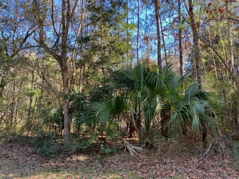 0000 River Blf Drive, FL 32046, null - Photo 3